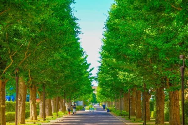 昭島市のイチョウ並木